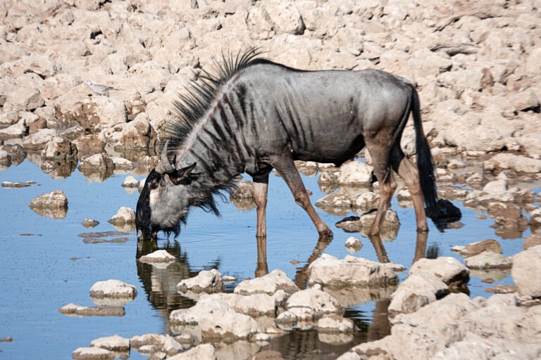 On The Road - lashonharangue - Namibia - Part 6 2