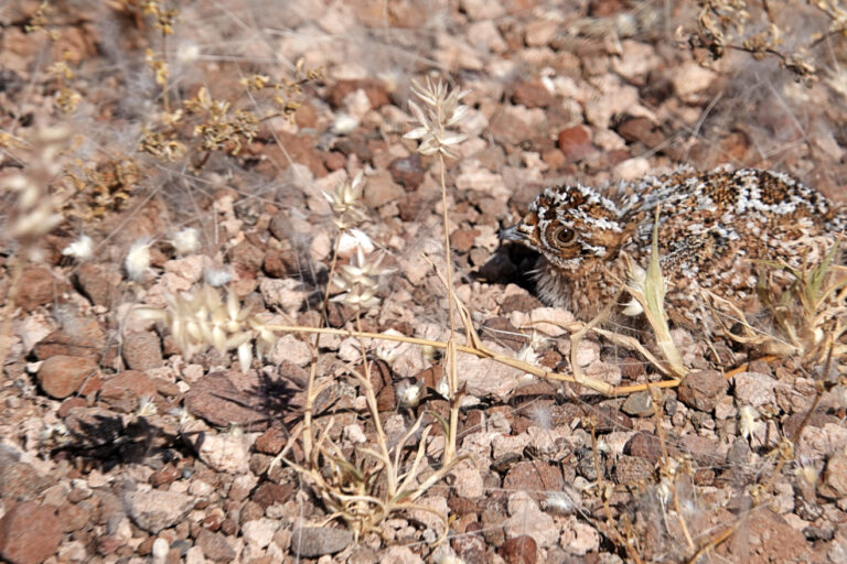 On The Road - lashonharangue - Namibia - Part 4