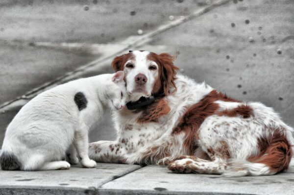 Beloved Dogs & Cats - Day 1 11