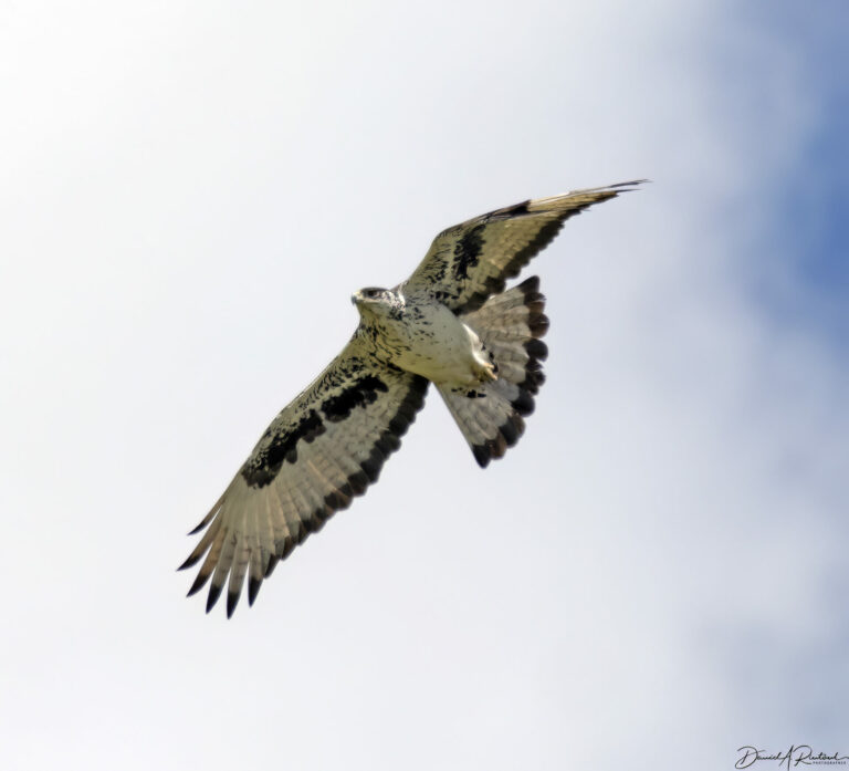 On The Road - Albatrossity - Tarangire National Park - 2 1