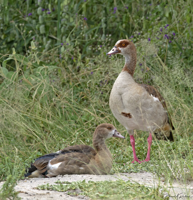 On The Road - Albatrossity - Tarangire National Park, part 1 9
