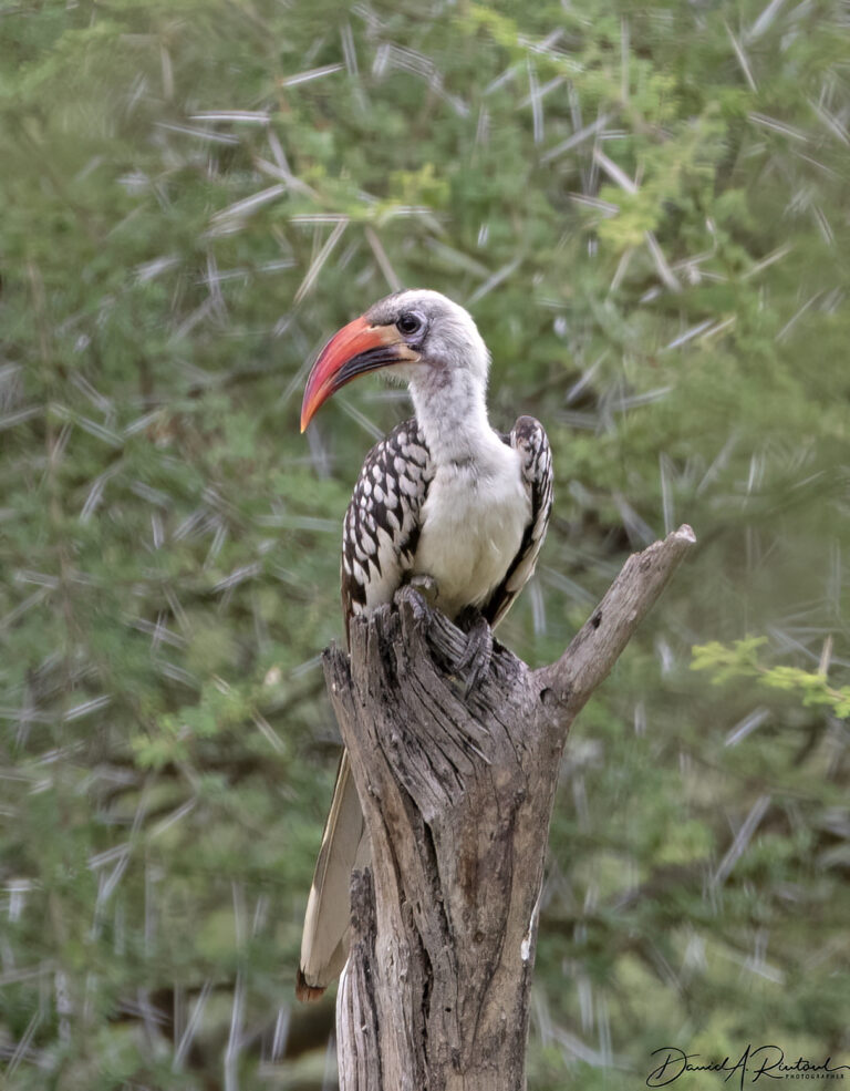 On The Road - Albatrossity - Tarangire National Park - 3 9