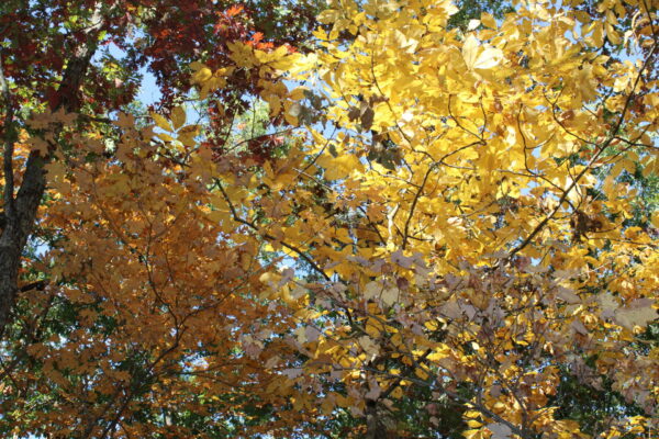 Sunday Morning Garden Chat: Cabin in the Woods 2
