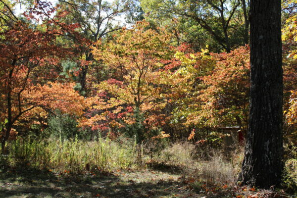 Sunday Morning Garden Chat: Cabin in the Woods 3