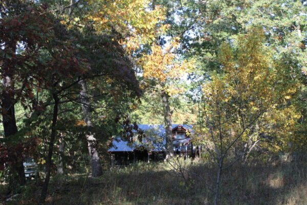Sunday Morning Garden Chat: Cabin in the Woods