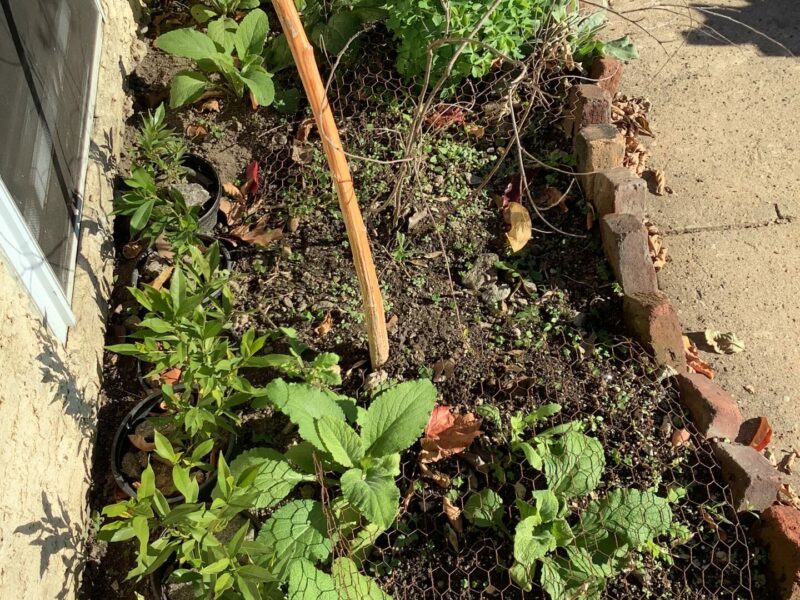 Sunday Morning Garden Chat: Prepping for Spring