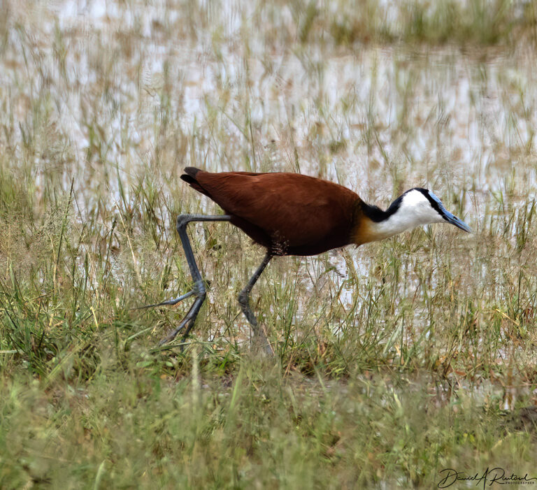On The Road - Albatrossity - Lake Manyara National Park 5