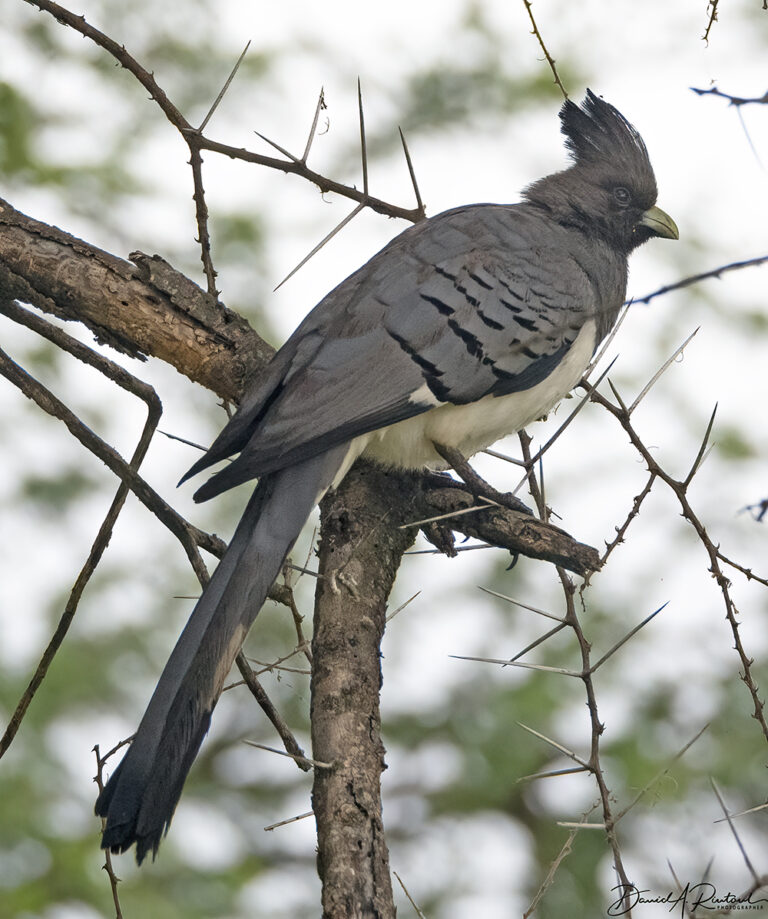 On The Road - Albatrossity - Tarangire National Park – 5 5