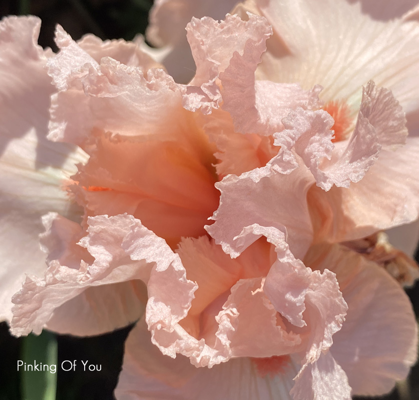 Sunday Morning Garden Chat: Iris, Flowers of the Rainbow Goddess 1