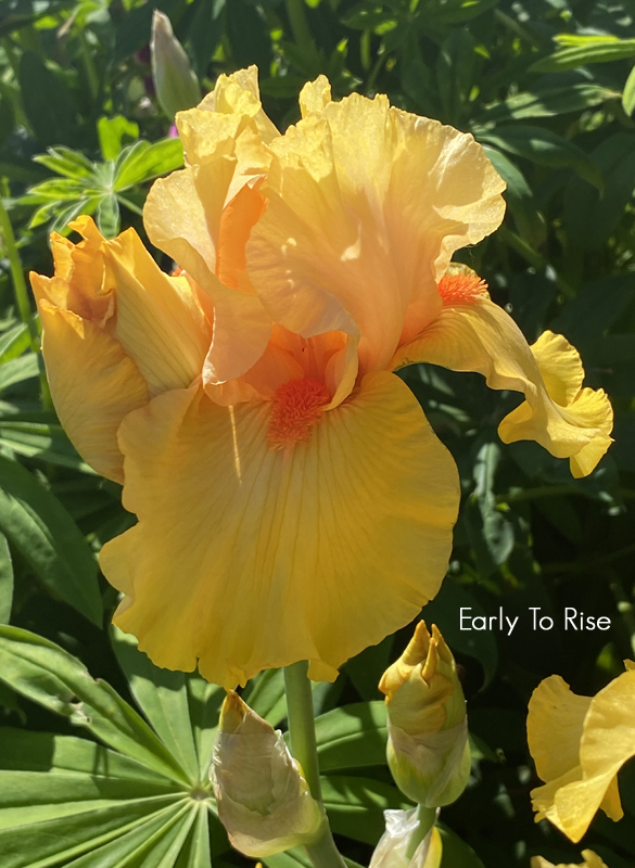Sunday Morning Garden Chat: Iris, Flowers of the Rainbow Goddess 2