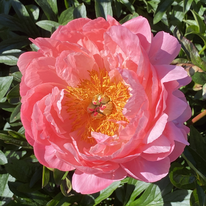 Sunday Morning Garden Chat: Iris, Flowers of the Rainbow Goddess 6