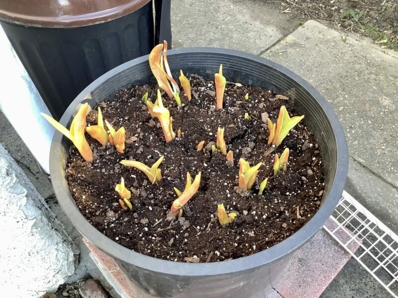 Sunday Morning Garden Chat:  Spring Will Come, Eventually 1