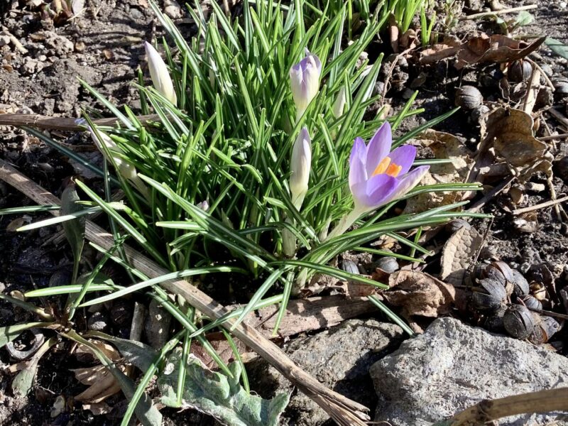Sunday Morning Garden Chat:  Spring Will Come, Eventually
