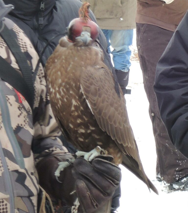 On The Road - Ex-lurker - Lots of raptors! 5