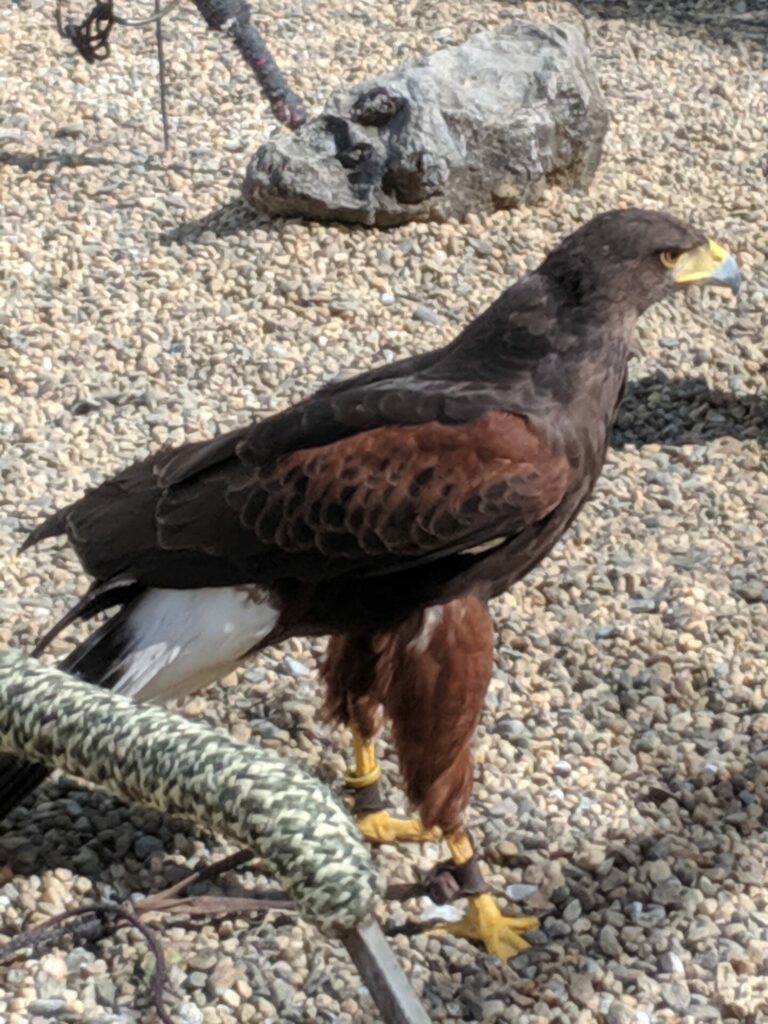 On The Road - Ex-lurker - Lots of raptors! 4