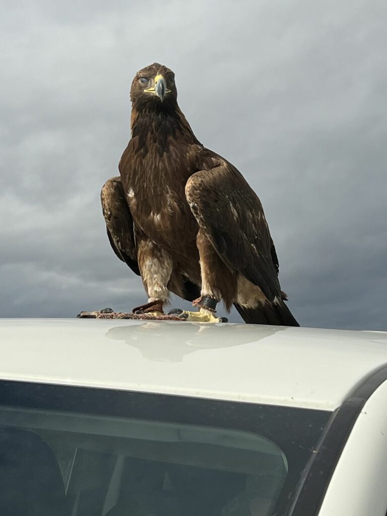 On The Road - Ex-lurker - Lots of raptors! 3