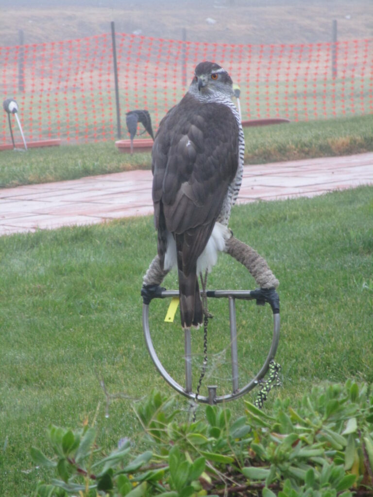 On The Road - Ex-lurker - Lots of raptors! 2