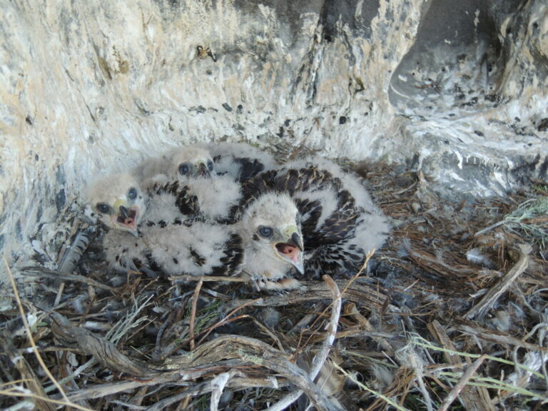 On The Road - Ex-lurker - Raptor nests 3