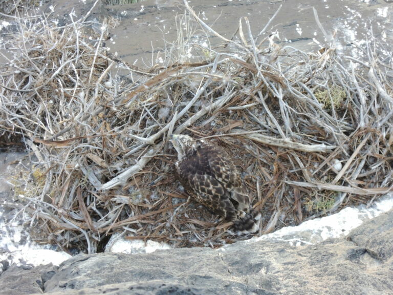 On The Road - Ex-lurker - Raptor nests 2