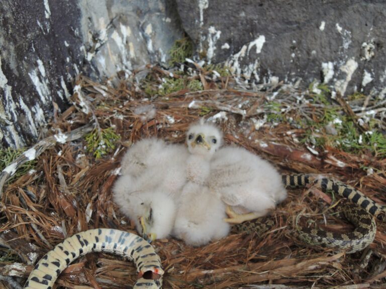 On The Road - Ex-lurker - Raptor nests 1