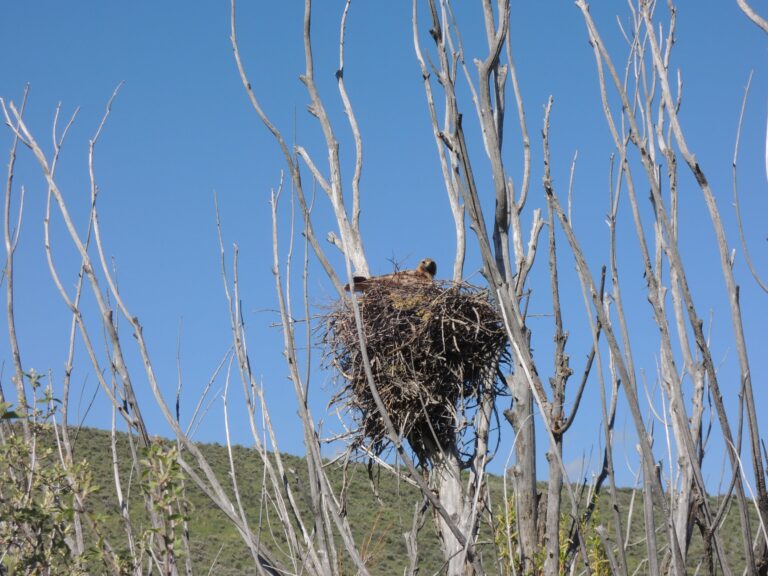 On The Road - Ex-lurker - Raptor nests