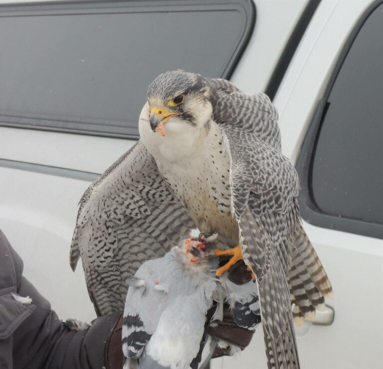 On The Road - Ex-lurker - More raptors! 3