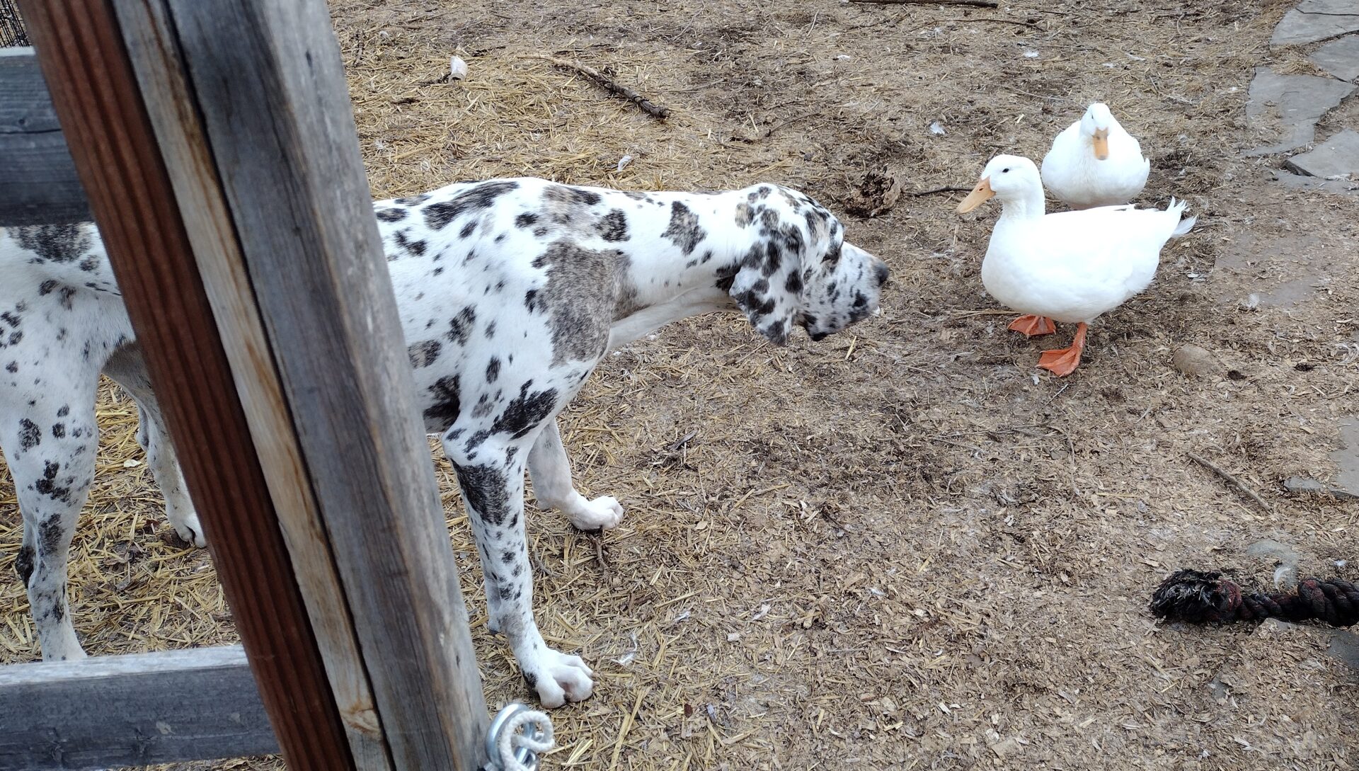 Trixie the Great Dane and the ducks