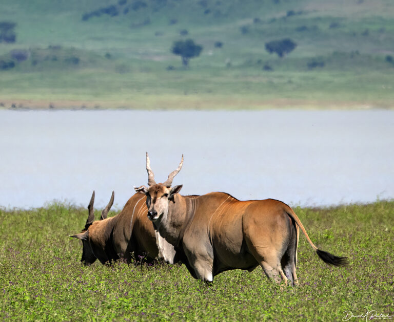 On The Road - Albatrossity - Ngorongoro Crater 2 5