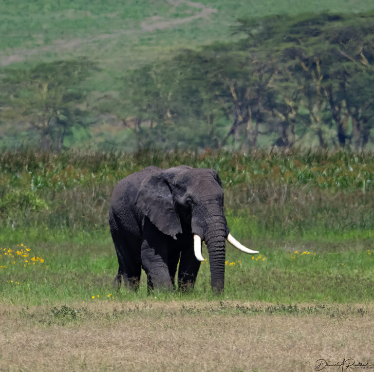 On The Road - Albatrossity - Ngorongoro Crater 4 6