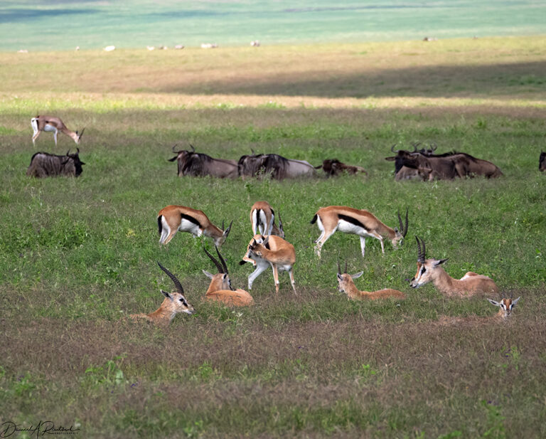 On The Road - Albatrossity - Ngorongoro Crater 4 4