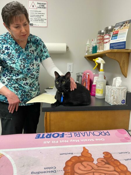 Max's Day Trip to the Vet