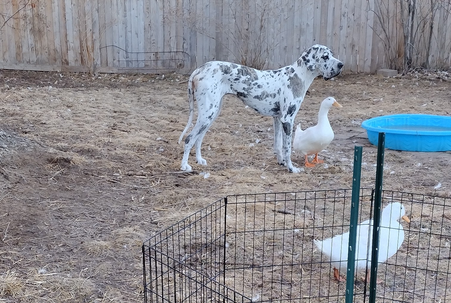 Saturday Pet Thread: Nick Loves Trixie