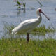 On The Road - Albatrossity - Ngorongoro Crater 3 2