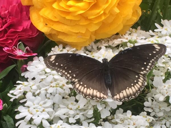 Sunday Morning Garden Chat:  Flying 'Flowers' 2