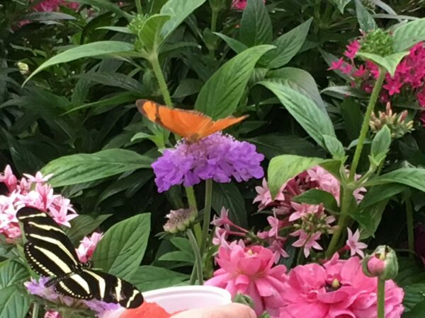 Sunday Morning Garden Chat:  Flying 'Flowers' 7
