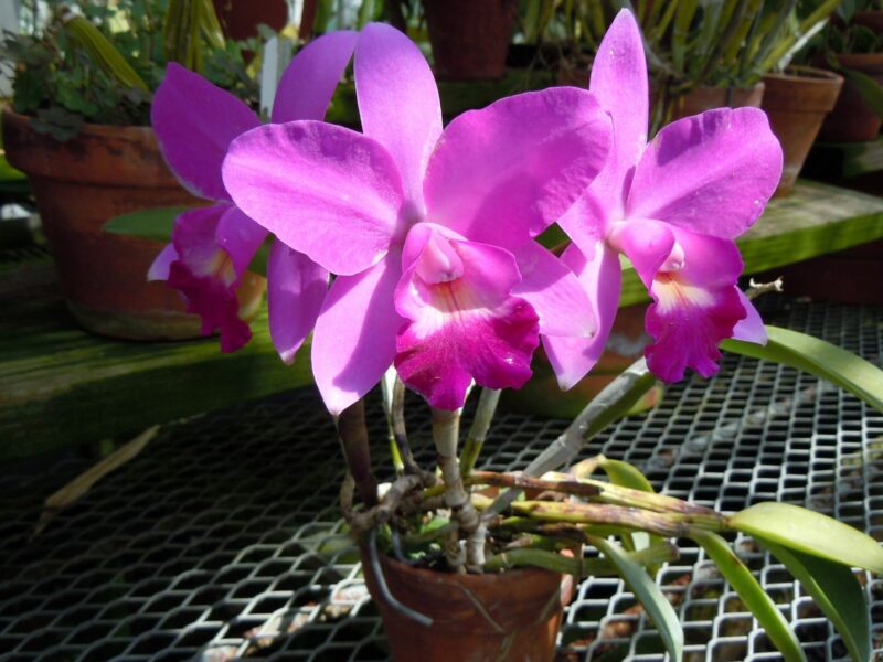 Sunday Morning Garden Chat:  Greenhouse Gardening for Orchids