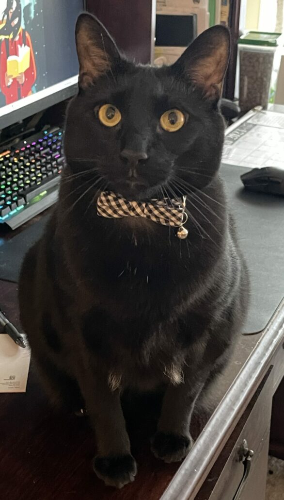 Would You Take a Look at This Distinguished Gentleman?