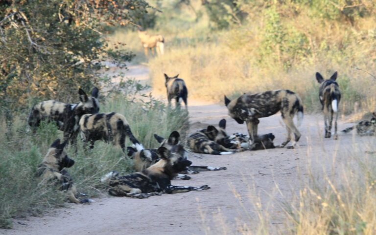 On The Road - Deputinize Eurasia from the Kuriles to St Petersburg - South Africa - Cape Town-Franschhoek-Sabi River 3