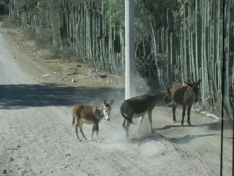 On The Road - Elma - Mexican Bus Trip 7