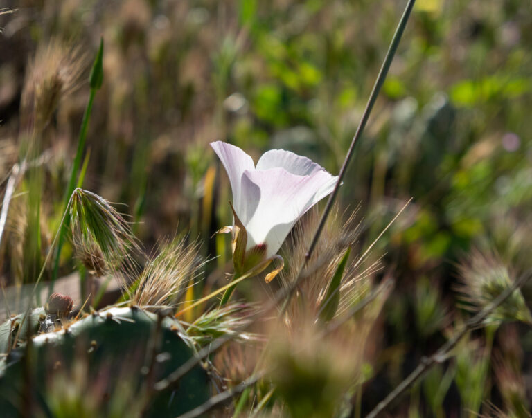 On The Road - BigJimSlade - Happy Spring from the Mugu Peak to Ray Miller Trail hike 9