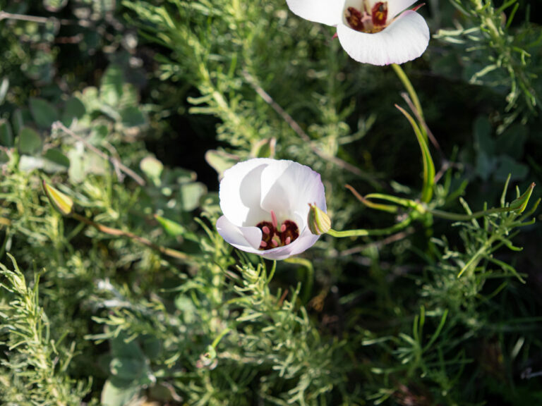 On The Road - BigJimSlade - Happy Spring from the Mugu Peak to Ray Miller Trail hike 8