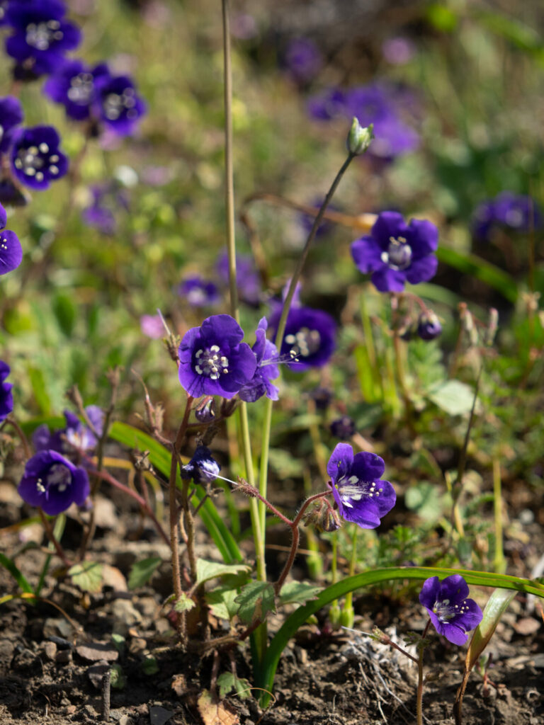 On The Road - BigJimSlade - Happy Spring from the Mugu Peak to Ray Miller Trail hike 7