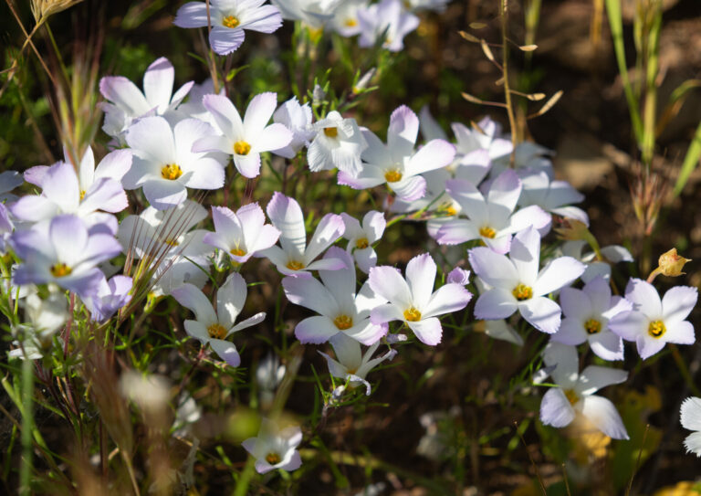 On The Road - BigJimSlade - Happy Spring from the Mugu Peak to Ray Miller Trail hike 6