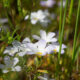 On The Road - BigJimSlade - Happy Spring from the Mugu Peak to Ray Miller Trail hike 5