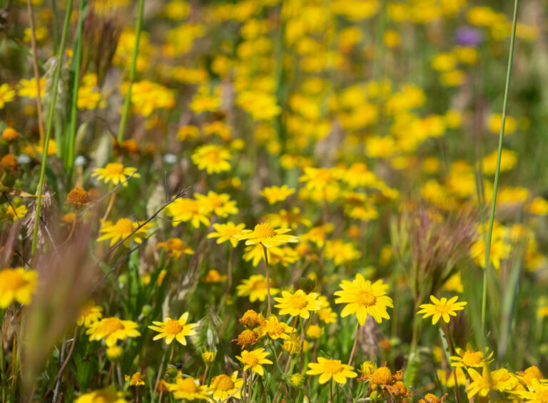 On The Road - BigJimSlade - Happy Spring from the Mugu Peak to Ray Miller Trail hike 4