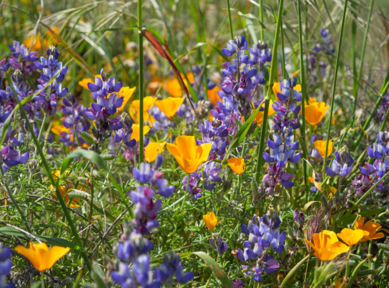 On The Road - BigJimSlade - Happy Spring from the Mugu Peak to Ray Miller Trail hike 3