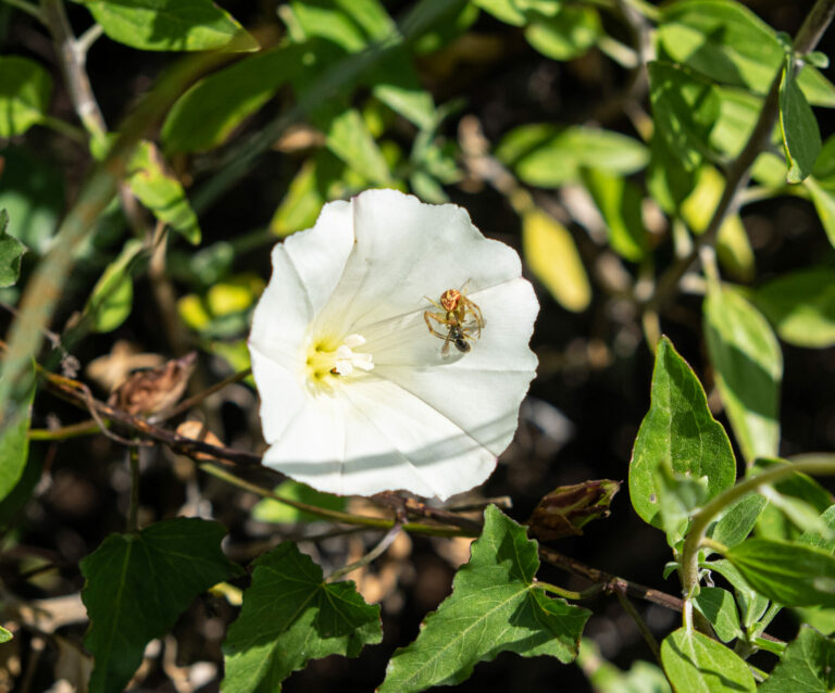 On The Road - BigJimSlade - Happy Spring from the Mugu Peak to Ray Miller Trail hike 2