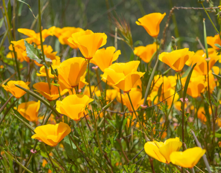 On The Road - BigJimSlade - Happy Spring from the Mugu Peak to Ray Miller Trail hike 1