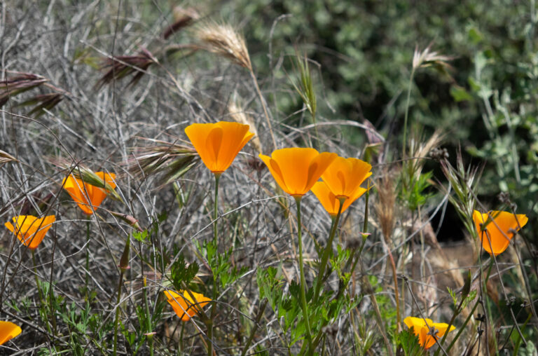 On The Road - BigJimSlade - Happy Spring from the Mugu Peak to Ray Miller Trail hike