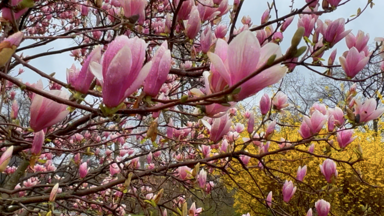 On The Road - ema - City Blooms and Solidarity Ducks 1